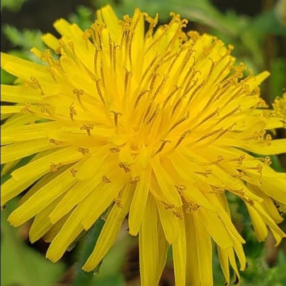 Meet your Posher, Ruby - Picture 1 of 1